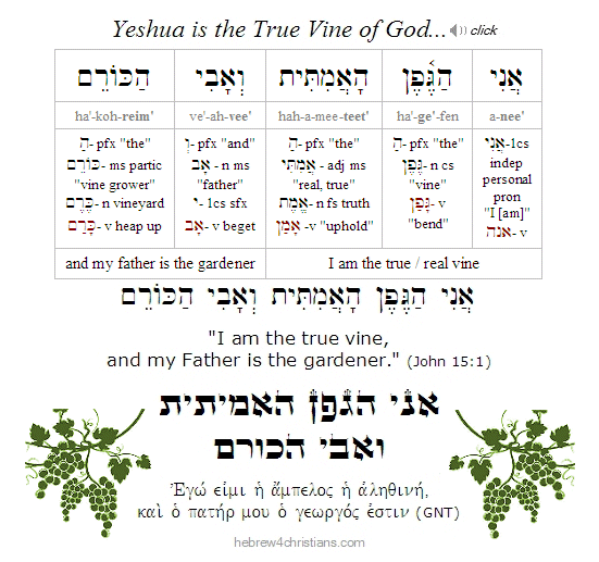 John 15:1 Hebrew lesson